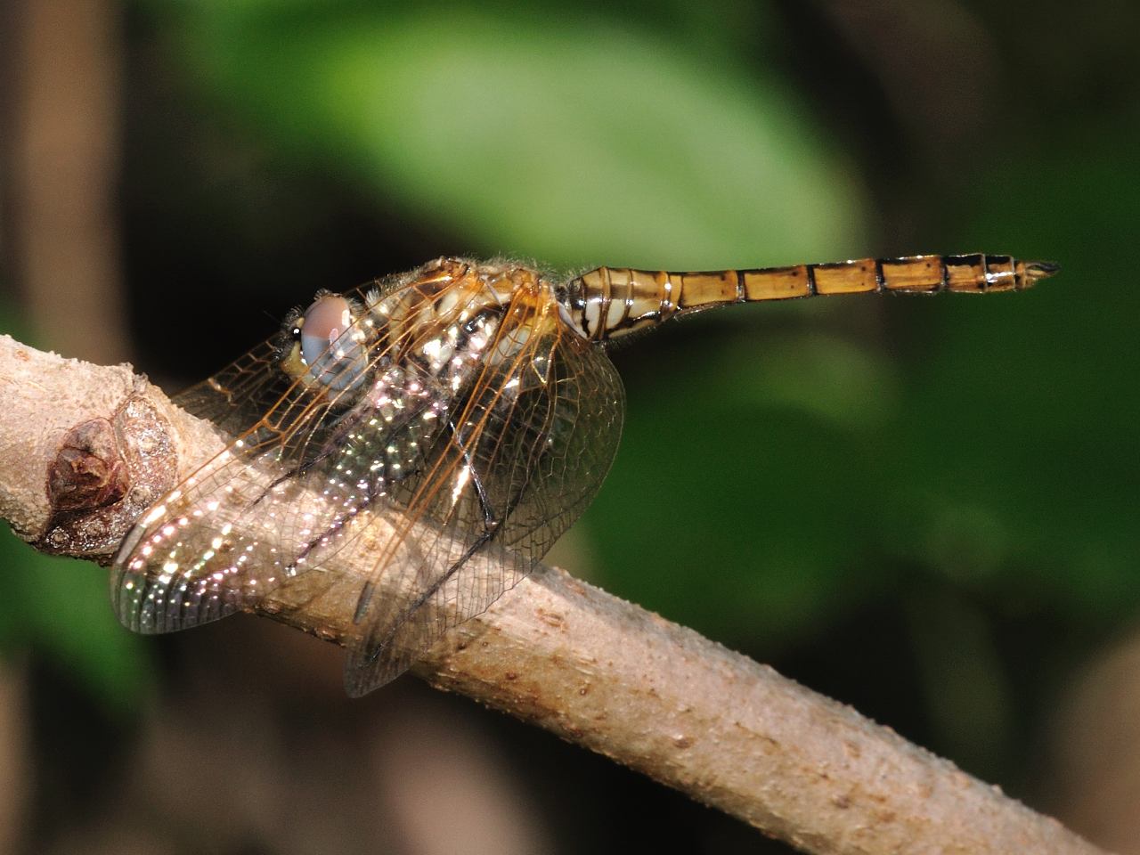 Femmina di Trithemis annulata